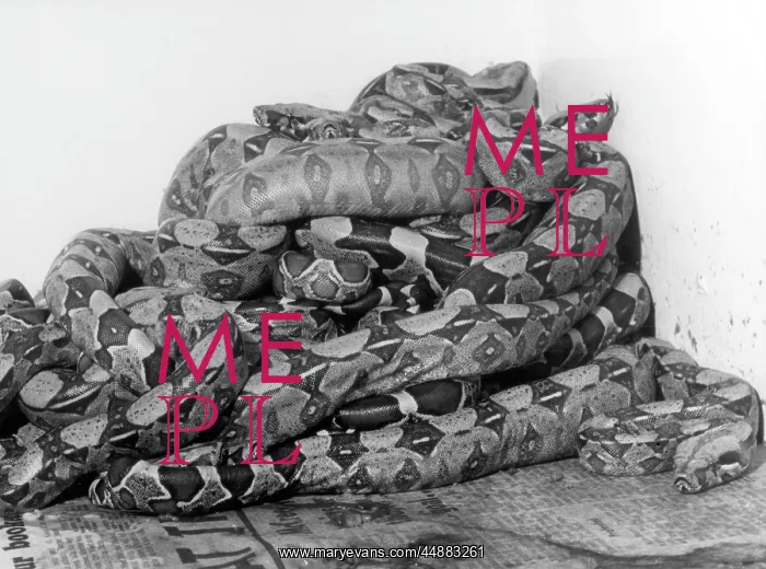  : AFRICAN PYTHONS