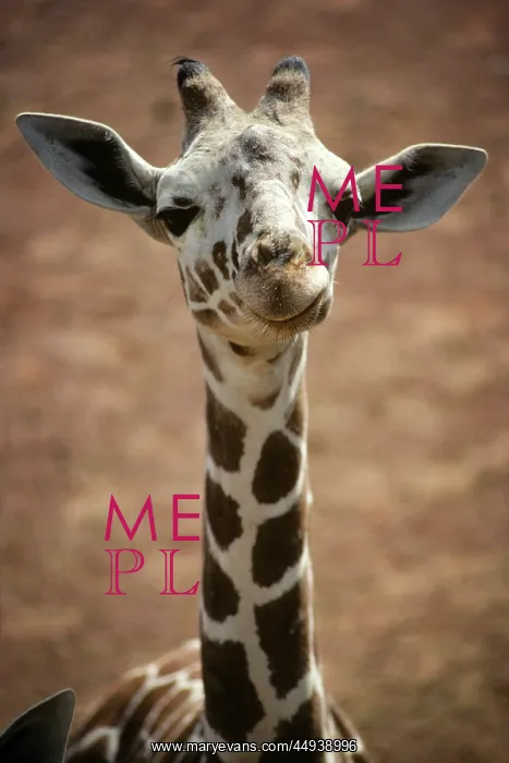 : African Reticulated Giraffe Giraffa Camelopardis : African Reticulated Giraffe Giraffa Camelopardis