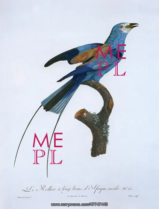 : African Rollier Bird