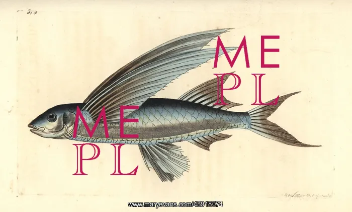 : African sailfin flyingfish, Parexocoetus mento : African sailfin flyingfish, Parexocoetus mento