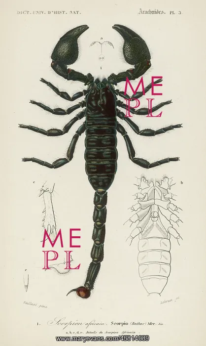 : AFRICAN SCORPION C1850 : AFRICAN SCORPION C1850