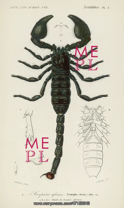 : AFRICAN SCORPION C1850 : AFRICAN SCORPION C1850