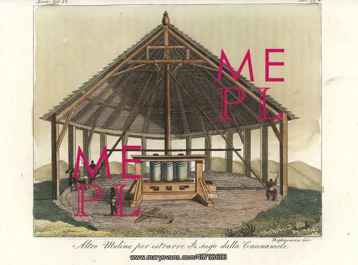 : African slaves processing sugarcane on a plantation : African slaves processing sugarcane on a plantation