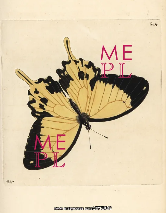 : African swallowtail, Papilio dardanus : African swallowtail, Papilio dardanus