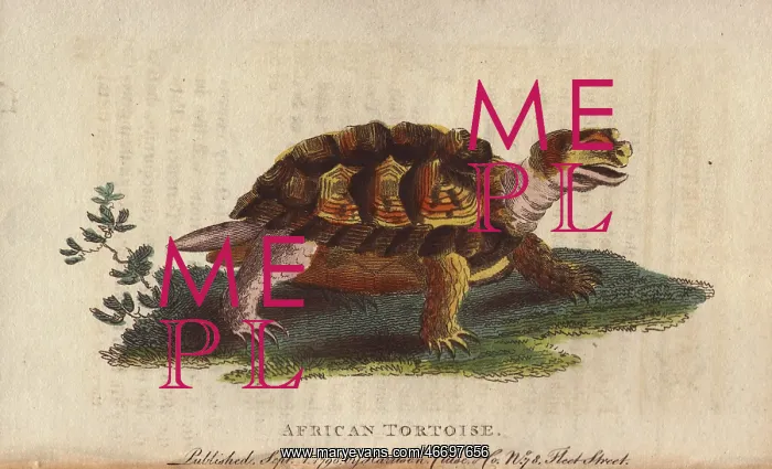 : African tortoise, Psammobates geometricus : African tortoise, Psammobates geometricus
