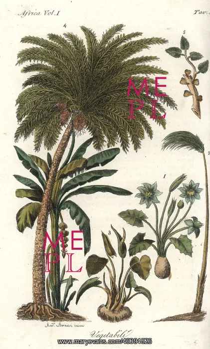 : African vegetation including papyrus, date : African vegetation including papyrus, date