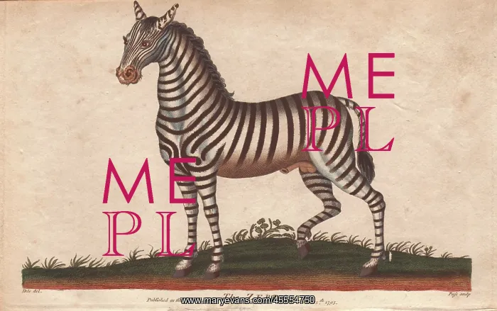: African zebra or Equus zebra : African zebra or Equus zebra