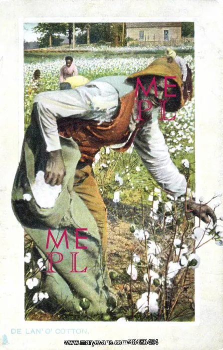 : Afro-Americans picking cotton, USA. Postcard : Afro-Americans picking cotton, USA. Postcard