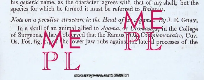 : Agama by John Edward Gray : Agama by John Edward Gray