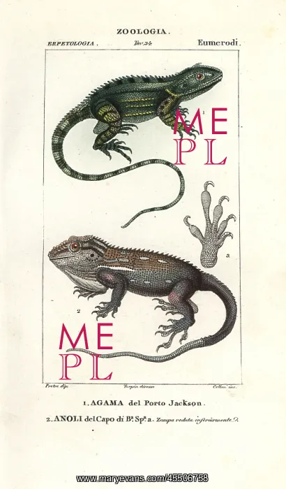 : Agama of Port Jackson and Anole of Cape of Good Hope : Agama of Port Jackson and Anole of Cape of Good Hope