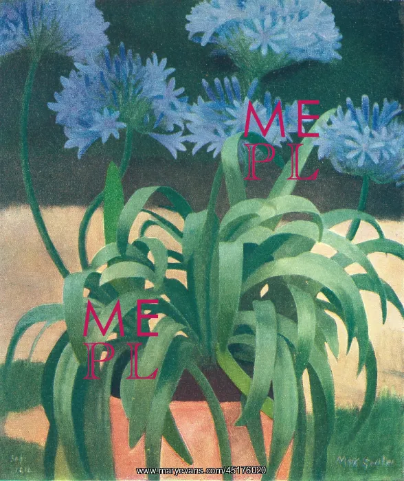 : Agapanthus : Agapanthus