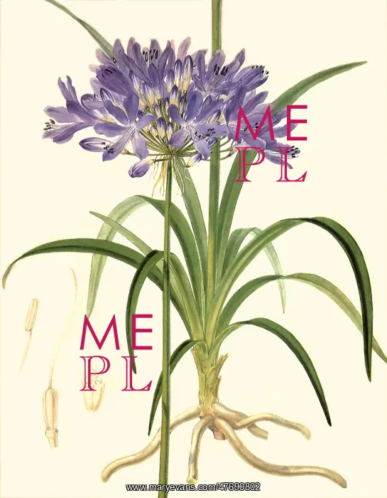 : Agapanthus : Agapanthus