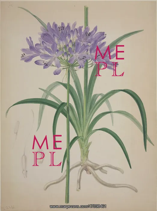 : Agapanthus, lily of the Nile : Agapanthus, lily of the Nile