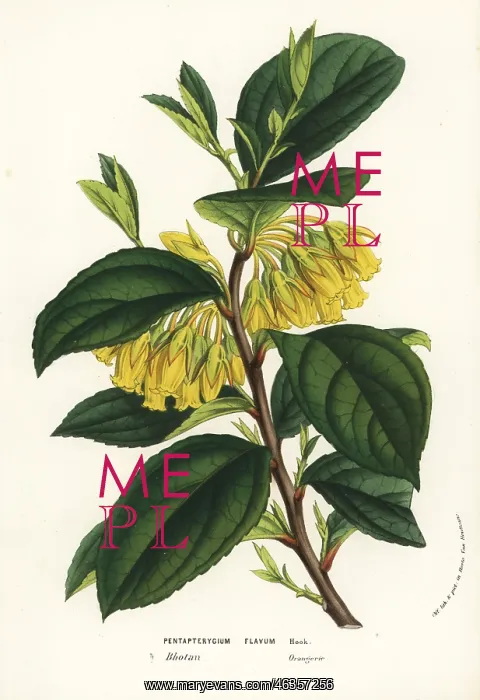 : Agapetes flava : Agapetes flava