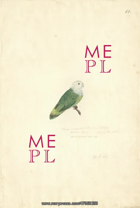 : Agapornis canus, grey-headed lovebird : Agapornis canus, grey-headed lovebird