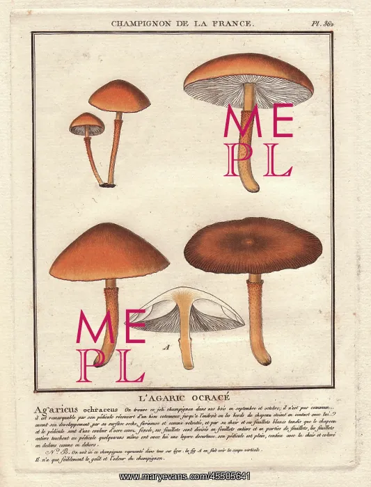 : Agaric mushroom, Agaricus ochraceus : Agaric mushroom, Agaricus ochraceus