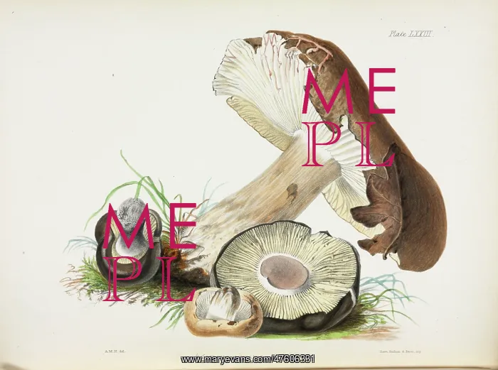 : Agaricus adustus : Agaricus adustus