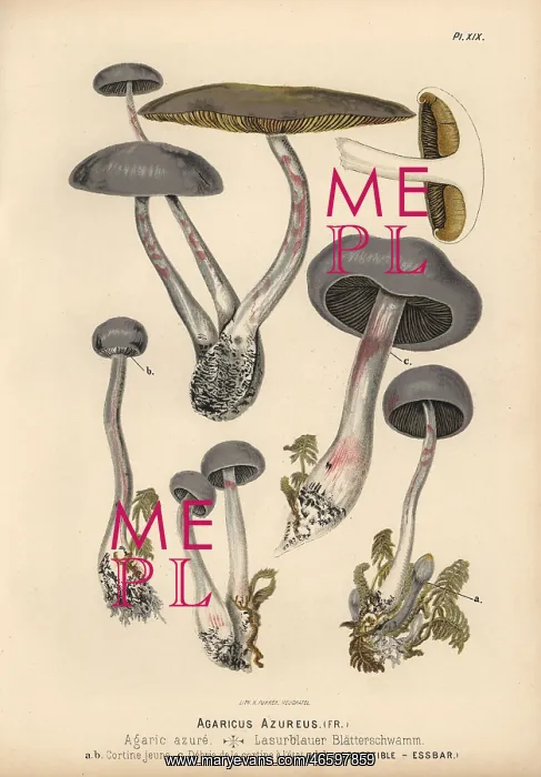 : Agaricus azureus, agaric azure, edible : Agaricus azureus, agaric azure, edible