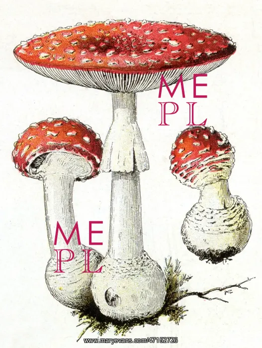: Agaricus Muscaricus mushrooms : Agaricus Muscaricus mushrooms