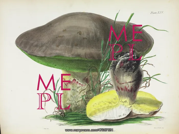 : Agaricus mutabilis : Agaricus mutabilis