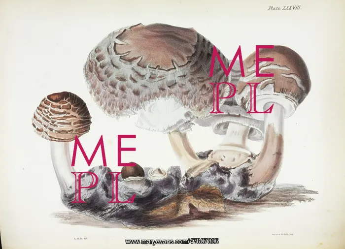 : Agaricus rachodes : Agaricus rachodes
