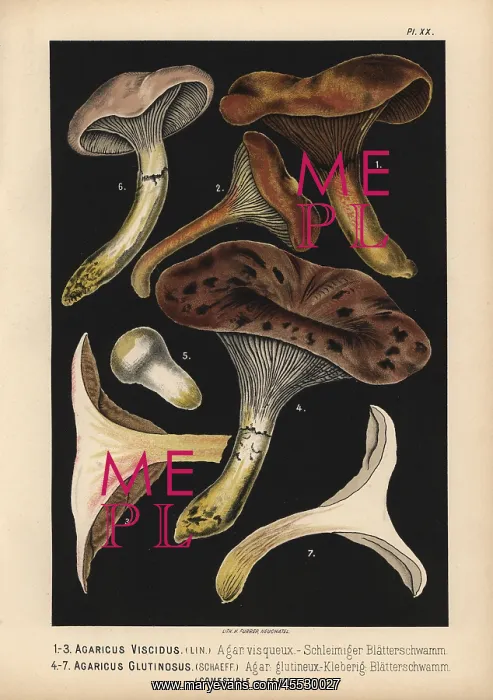 : Agaricus viscidus, Gomphidius viscidus, and : Agaricus viscidus, Gomphidius viscidus, and