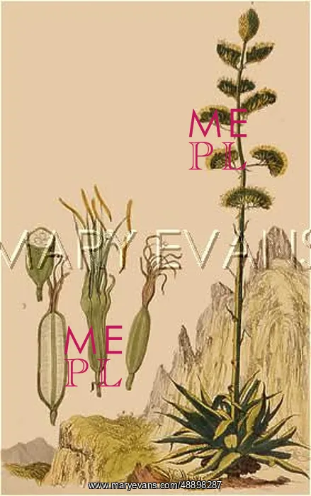 : AGAVE AMARYLLIDACEAE : AGAVE AMARYLLIDACEAE