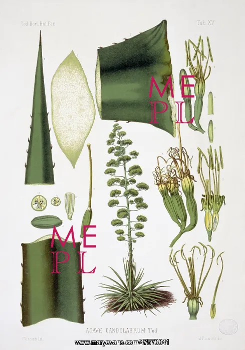 : Agave candelabrum, agave : Agave candelabrum, agave