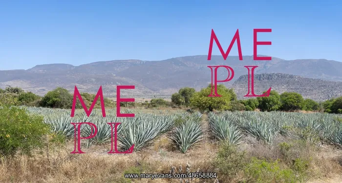 : Agave, Oaxaca, Mexico : Agave, Oaxaca, Mexico