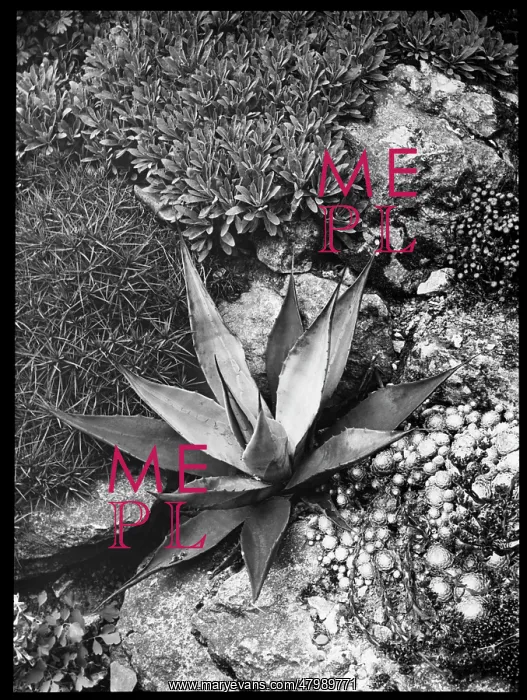 : Agave Panyi or Parryi (Parry's Agave) : Agave Panyi or Parryi (Parry's Agave)