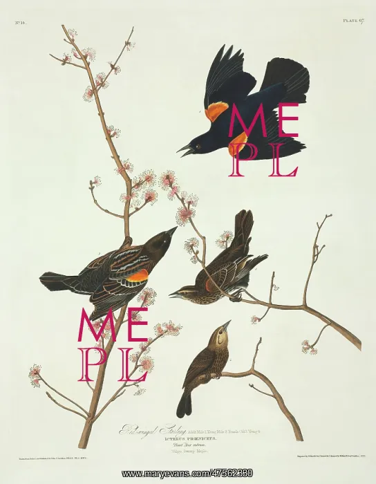 : Agelaius phoeniceus, red-winged blackbird : Agelaius phoeniceus, red-winged blackbird
