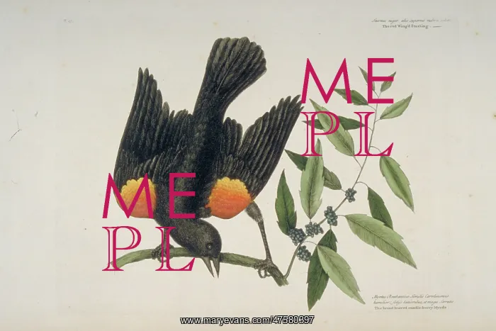 : Agelaius phoeniceus, red-winged blackbird : Agelaius phoeniceus, red-winged blackbird
