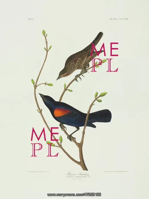: Agelaius phoeniceus, red-winged blackbird : Agelaius phoeniceus, red-winged blackbird