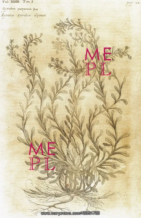 : Ageratum. Seventeenth-century engraving in Bibliotheca Phar : Ageratum. Seventeenth-century engraving in Bibliotheca Phar