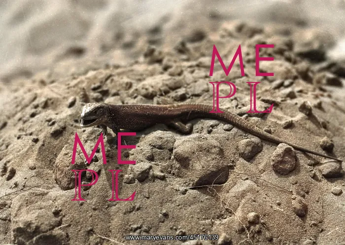  : AGGRESSIVE LIZARD