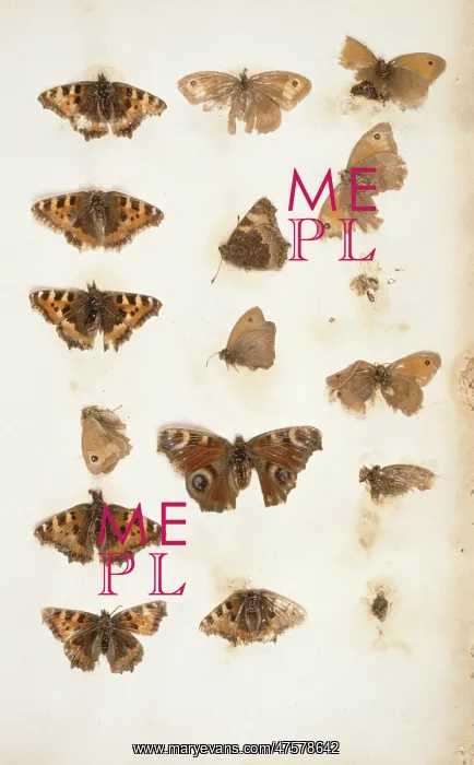 : Aglais urticae and Inachis io : Aglais urticae and Inachis io