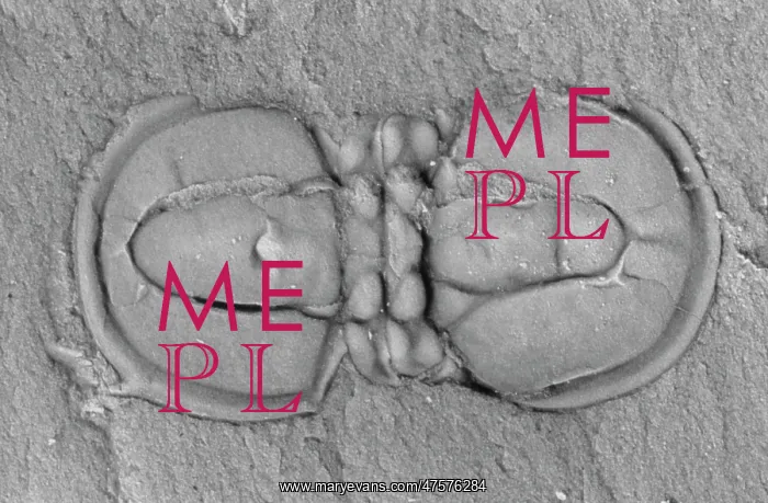 : Agnostid trilobite : Agnostid trilobite