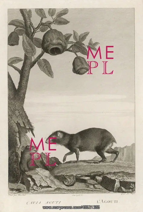 : AGOUTI. CAVIA AGUTI is a cousin of the guinea-pig The agouti is not a beauty : AGOUTI. CAVIA AGUTI is a cousin of the guinea-pig The agouti is not a beauty