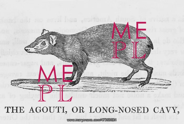 : AGOUTI (BEWICK) : AGOUTI (BEWICK)