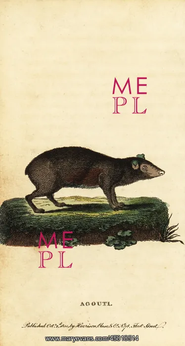 : Agouti, Dasyprocta species : Agouti, Dasyprocta species