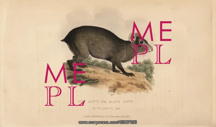 : Agouti, Dasyprocta species : Agouti, Dasyprocta species
