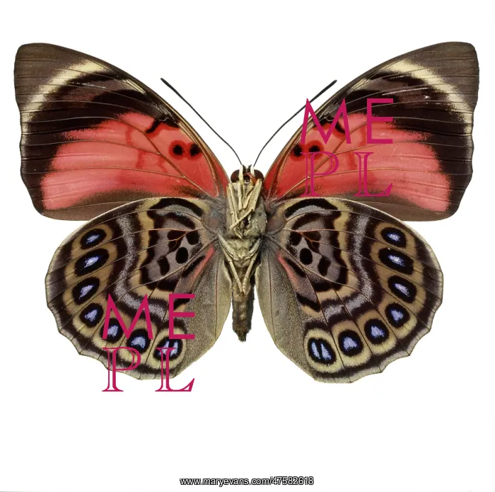: Agrias claudina, butterfly : Agrias claudina, butterfly