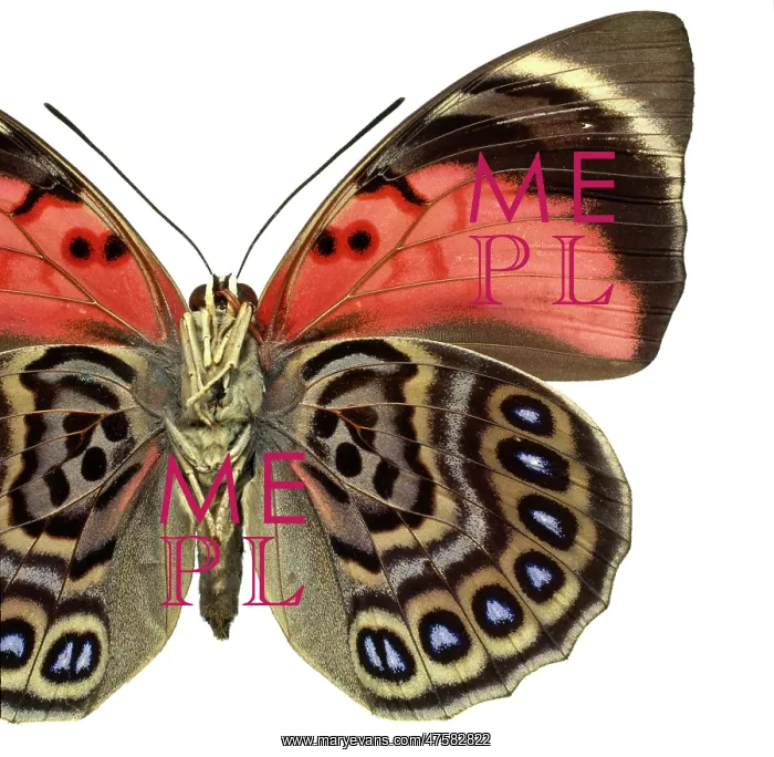 : Agrias claudina, butterfly : Agrias claudina, butterfly