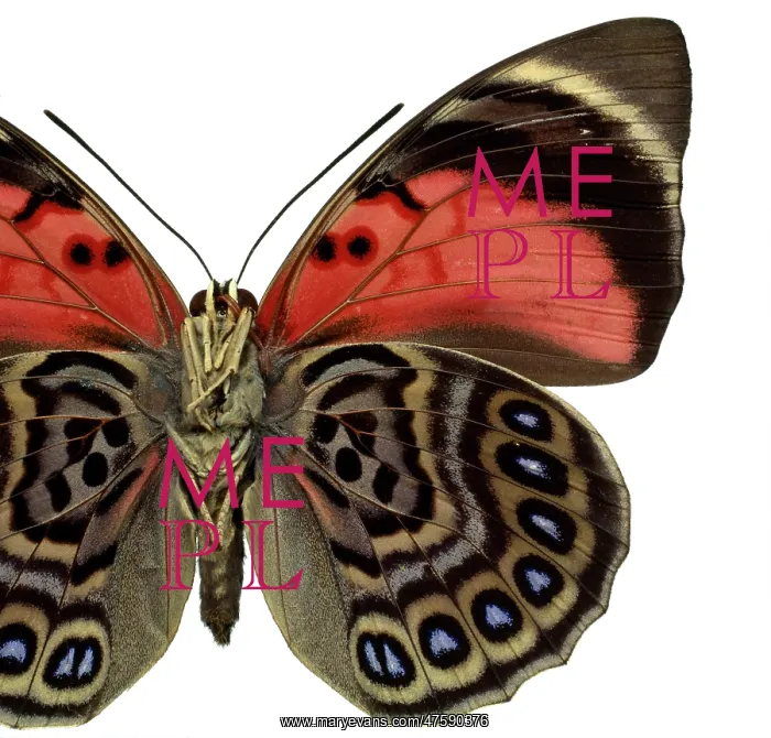 : Agrias claudina, butterfly : Agrias claudina, butterfly