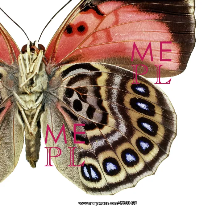 : Agrias claudina, butterfly : Agrias claudina, butterfly