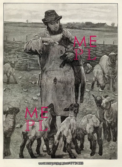 : Agricultural Scenes - March - feeding lambs : Agricultural Scenes - March - feeding lambs