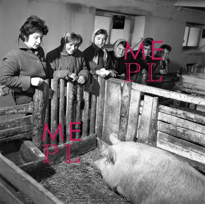 : Agricultural school - pig - farm : Agricultural school - pig - farm