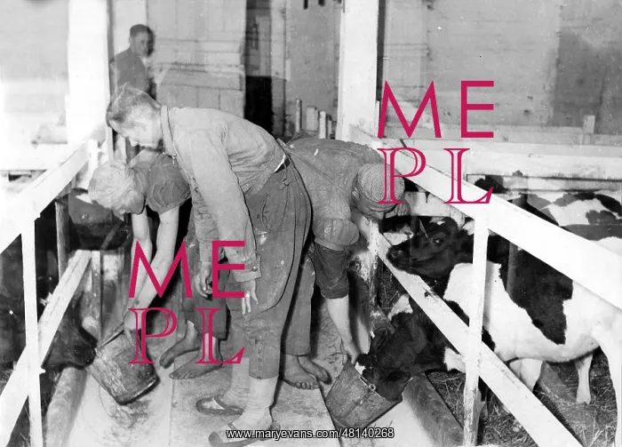 : Agricultural workers from Eastern Europe feed cattle : Agricultural workers from Eastern Europe feed cattle