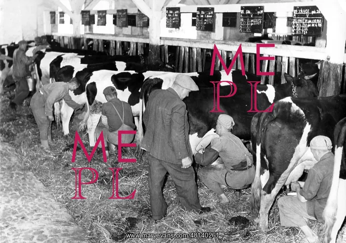 : Agricultural workers from Eastern Europe at the milking, 194 : Agricultural workers from Eastern Europe at the milking, 194