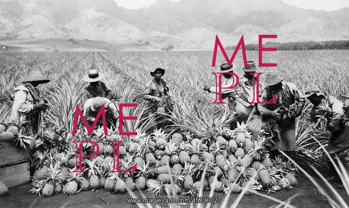 : Agricultural workers possibly Japanese-Americans ? : Agricultural workers possibly Japanese-Americans ?